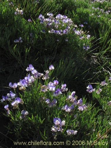 Lathyrus subandinus